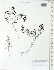 Melampyrum sylvaticum L., Eastern Europe, Central forest region (E5) (Russia)