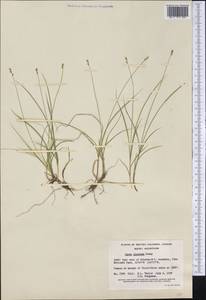 Carex disperma Dewey, America (AMER) (Canada)
