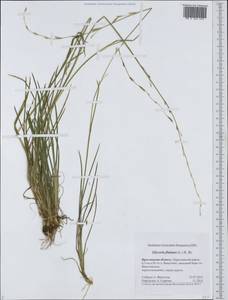 Glyceria fluitans (L.) R.Br., Eastern Europe, Central forest region (E5) (Russia)