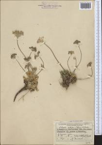 Libanotis setifera (Korov. ex Pavl.) Schischk., Middle Asia, Western Tian Shan & Karatau (M3) (Kazakhstan)