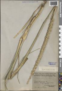 Leymus racemosus (Lam.) Tzvelev, Middle Asia, Caspian Ustyurt & Northern Aralia (M8) (Kazakhstan)