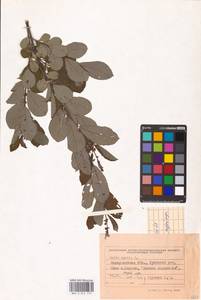 Salix aurita L., Eastern Europe, West Ukrainian region (E13) (Ukraine)