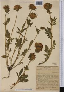 Anthyllis vulneraria subsp. polyphylla (DC.)Nyman, p.p., Western Europe (EUR) (Hungary)