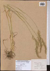 Arrhenatherum elatius (L.) P.Beauv. ex J.Presl & C.Presl., Eastern Europe, Central region (E4) (Russia)