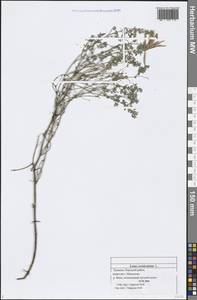 Lotus corniculatus L., Eastern Europe, Middle Volga region (E8) (Russia)