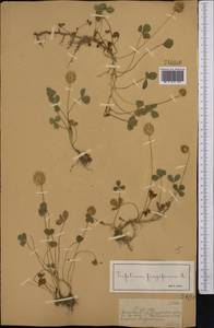 Trifolium fragiferum L., Middle Asia, Dzungarian Alatau & Tarbagatai (M5) (Kazakhstan)