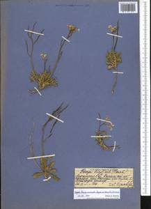 Parrya runcinata (Regel & Schmalh.) N. Busch, Middle Asia, Pamir & Pamiro-Alai (M2) (Kyrgyzstan)