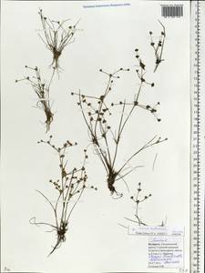 Juncus bulbosus L., Eastern Europe, Belarus (E3a) (Belarus)