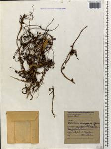 Cuscuta monogyna Vahl, Caucasus, South Ossetia (K4b) (South Ossetia)