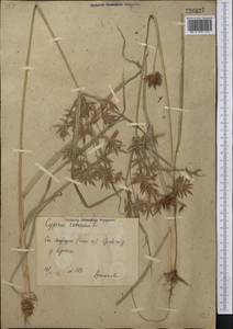 Cyperus rotundus L., Middle Asia, Syr-Darian deserts & Kyzylkum (M7) (Uzbekistan)