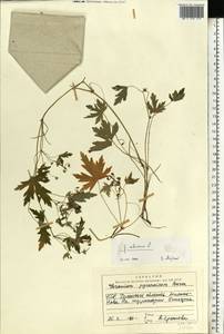 Geranium sibiricum L., Eastern Europe, South Ukrainian region (E12) (Ukraine)