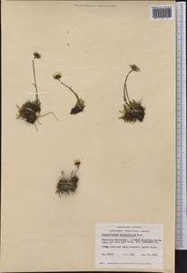 Arctanthemum integrifolium (Richards.) Tzvelev, America (AMER) (Canada)
