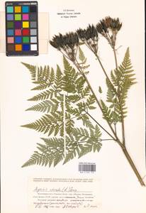 Myrrhis odorata (L.) Scop., Eastern Europe, Moscow region (E4a) (Russia)