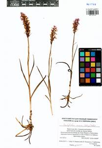 Dactylorhiza russowii (Klinge) Holub, Siberia, Baikal & Transbaikal region (S4) (Russia)