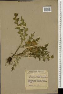 Cirsium rhizocephalum C. A. Mey., Caucasus, Armenia (K5) (Armenia)