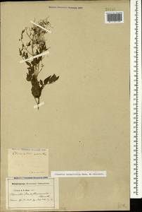 Clematis lathyrifolia Besser ex Rchb., Caucasus (no precise locality) (K0)