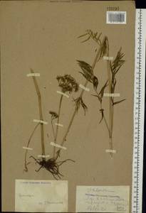 Valeriana, Eastern Europe, North Ukrainian region (E11) (Ukraine)