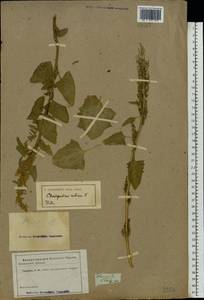 Oxybasis urbica (L.) S. Fuentes, Uotila & Borsch, Eastern Europe, South Ukrainian region (E12) (Ukraine)