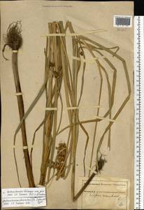 Bolboschoenus planiculmis (F.Schmidt) T.V.Egorova, Eastern Europe, South Ukrainian region (E12) (Ukraine)