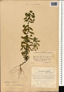 Euphorbia stricta L., Caucasus, Armenia (K5) (Armenia)