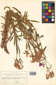 Dianthus chinensis L., Siberia, Russian Far East (S6) (Russia)