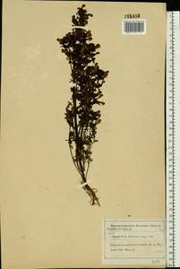 Pedicularis palustris, Eastern Europe, Moscow region (E4a) (Russia)