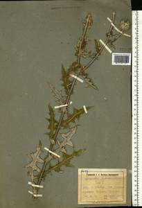 Echinops sphaerocephalus L., Eastern Europe, North Ukrainian region (E11) (Ukraine)