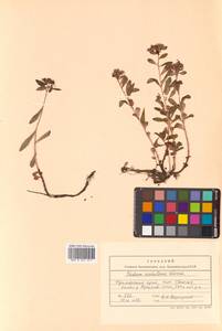 Phedimus sichotensis (Vorosch.) 't Hart, Siberia, Russian Far East (S6) (Russia)