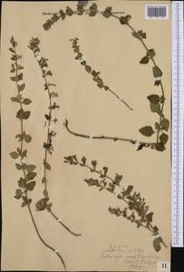 Clinopodium menthifolium subsp. ascendens (Jord.) Govaerts, Western Europe (EUR) (Slovenia)
