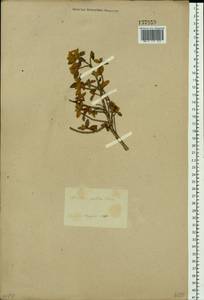 Rhododendron adamsii Rehder, Siberia, Baikal & Transbaikal region (S4) (Russia)
