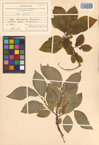 Salix caprea L., Siberia, Russian Far East (S6) (Russia)