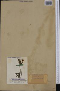 Lathyrus linifolius (Reichard)Bassler, Western Europe (EUR) (Germany)