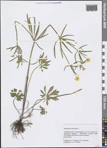 Ranunculus auricomus L., Eastern Europe, Central forest-and-steppe region (E6) (Russia)