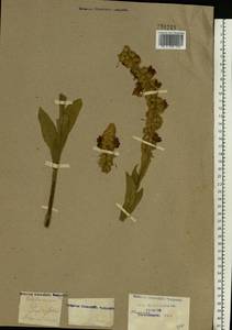 Verbascum densiflorum Bertol., Eastern Europe, North-Western region (E2) (Russia)