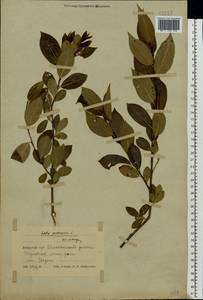 Salix pentandra L., Eastern Europe, Belarus (E3a) (Belarus)