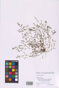 Arenaria serpyllifolia L., Eastern Europe, Central region (E4) (Russia)