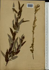 Salix triandra L., Eastern Europe, Central forest-and-steppe region (E6) (Russia)