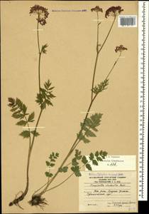 Pimpinella rhodantha Boiss., Caucasus, South Ossetia (K4b) (South Ossetia)