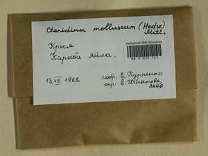 Ctenidium molluscum (Hedw.) Mitt., Bryophytes, Bryophytes - Crimea (B3a) (Russia)