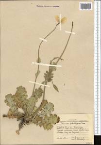 Glaucium fimbrilligerum Boiss., Middle Asia, Western Tian Shan & Karatau (M3) (Uzbekistan)