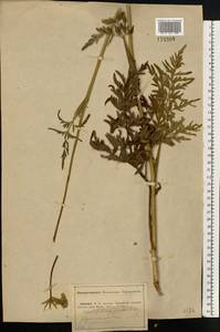 Silphiodaucus prutenicus (L.) Spalik, Wojew., Banasiak, Piwczyñski & Reduron, Eastern Europe, Middle Volga region (E8) (Russia)