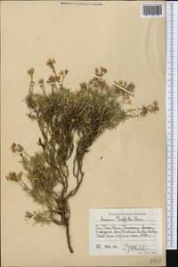 Eremogone griffithii (Boiss.) Ikonn., Middle Asia, Western Tian Shan & Karatau (M3) (Kazakhstan)