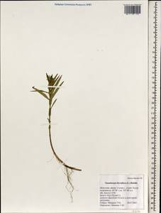 Lysimachia thyrsiflora L., Mongolia (MONG) (Mongolia)