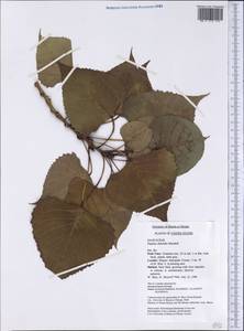 Populus deltoides, America (AMER) (United States)