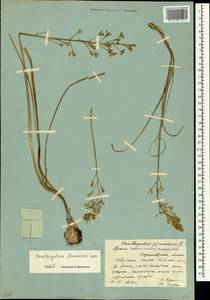 Ornithogalum pyrenaicum L., Crimea (KRYM) (Russia)