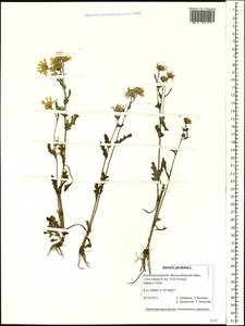Jacobaea vulgaris subsp. vulgaris, Siberia, Baikal & Transbaikal region (S4) (Russia)