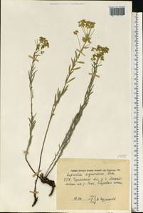 Euphorbia seguieriana Neck., Eastern Europe, South Ukrainian region (E12) (Ukraine)