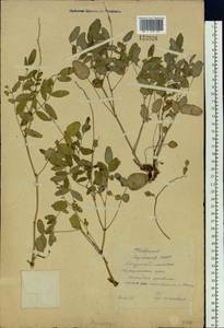 Hedysarum dasycarpum Turcz., Siberia, Yakutia (S5) (Russia)