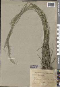 Poa nemoralis L., Siberia, Russian Far East (S6) (Russia)