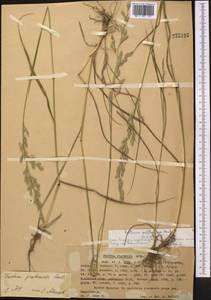 Lolium pratense (Huds.) Darbysh., Middle Asia, Western Tian Shan & Karatau (M3) (Kazakhstan)
